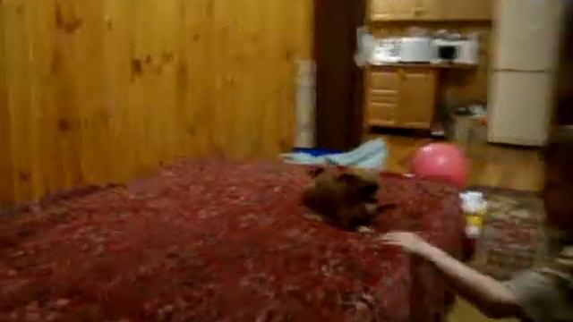 Девочка Алиса чихуахуа. Доставка.Киев. смотреть онлайн