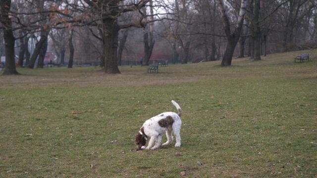 A day in life of Otto | Lagotto Romagnolo puppy смотреть онлайн
