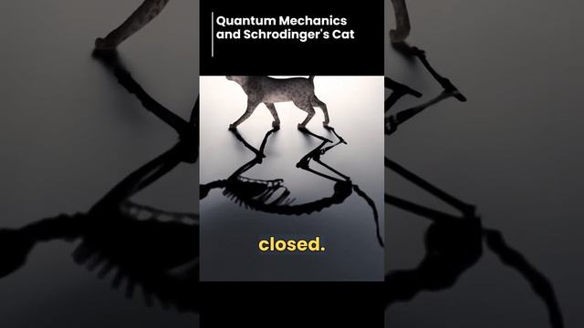 quantum mechanics and schrodinger's cat смотреть онлайн
