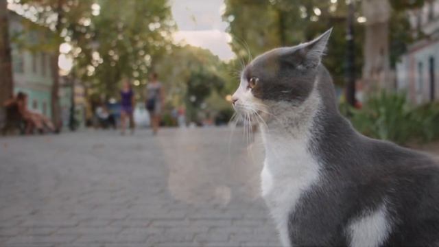 Чем мурлыкают КОТЫ? - Science Box смотреть онлайн