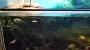 Европейская болотная черепаха (Emys orbicularis) - описание, кормление, содержание