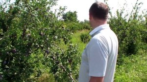 Слива сорт Кабардинка