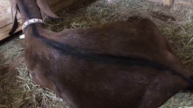 Окот козы первокотки. Нубийские козы. смотреть онлайн