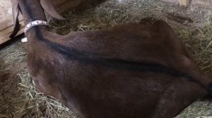 Окот козы первокотки. Нубийские козы.