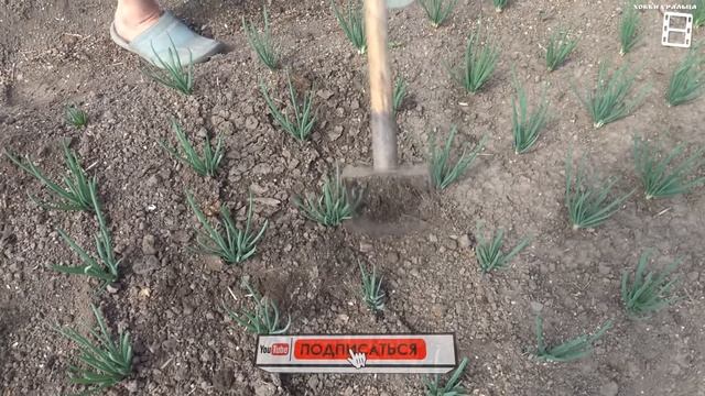 3 СУПЕР ИНСТРУМЕНТА ИЗБАВЯТ ОТ ВСЕХ СОРНЯКОВ НА УЧАСТКЕ. САД (ОГОРОД) И ТЕПЛИЦА 17-21 смотреть онлайн