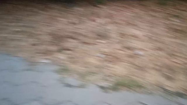 Мини шпиц и Пинчер