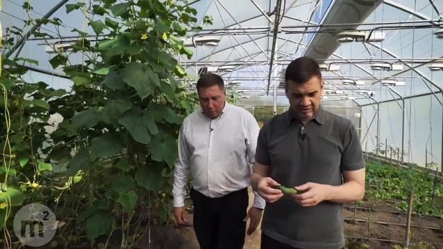 Органическое производство на ферме "М2 Органик Клуб" смотреть онлайн