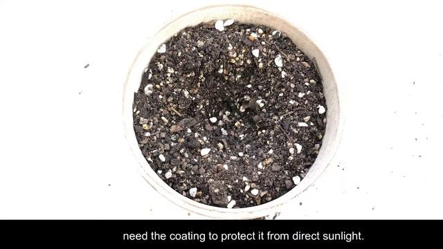 Echeveria Desmetiana V Subsessilis Variegated