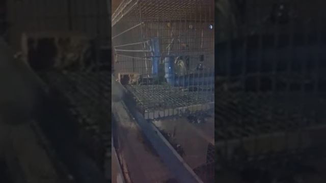 Выращивание броллера на комбикорма Пурина стартер 3168 и высоко протеинов вы 3102