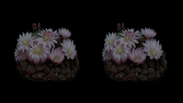VR 180°3D Timelapse 1 смотреть онлайн