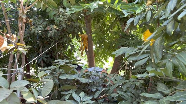 Kohala Longan смотреть онлайн