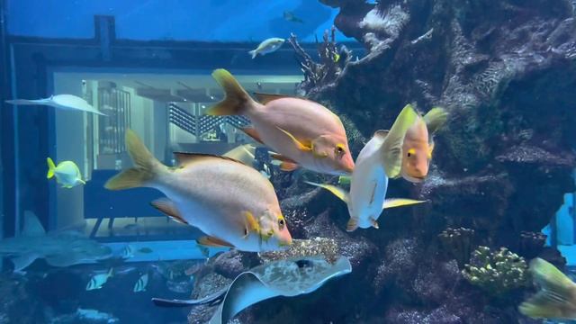 Батуми. Отель Paragraph Resort & Spa Shekvetili. Обзор отеля. Цены. Лучший отель в Грузии 5*. смотреть онлайн