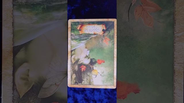 Spirit of Place ?️ The Enchanted Map Oracle card meaning смотреть онлайн