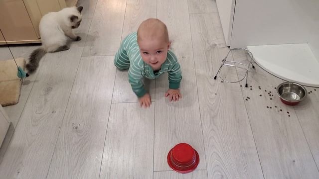 #МногодетОК третий ребёнок ,поедание из миски кота это уже проблемы кота?? смотреть онлайн