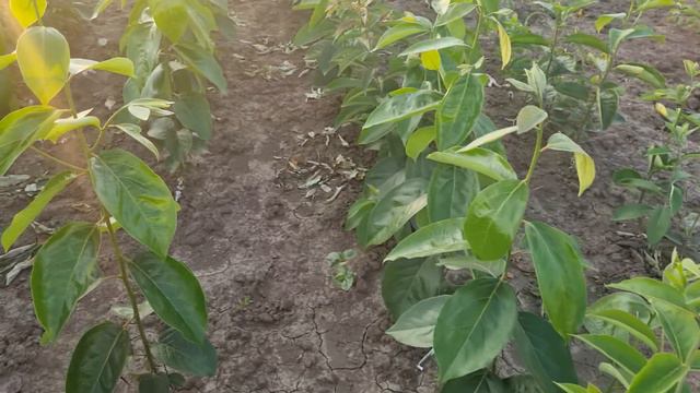 Хурма саджанці в розсаднику "Agrosyla". Хурма вирощена в Україні. смотреть онлайн
