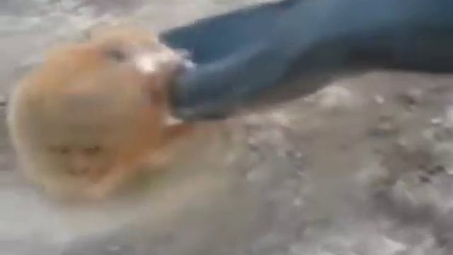 Агрессивный хомячок смотреть онлайн