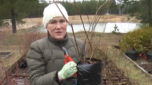 Как выращивать голубику в контейнерах смотреть онлайн