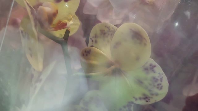 ОБЗОР ОРХИДЕЙ В МАГ.ЛЕРУА И МАГНИТ //08.06.24// смотреть онлайн