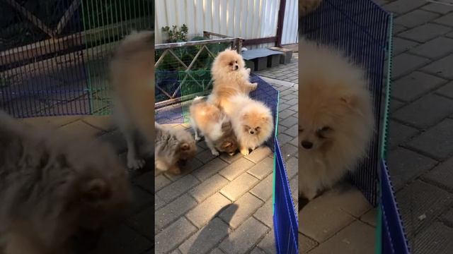 Шпицы мальчики крем, рыжий и белый смотреть онлайн