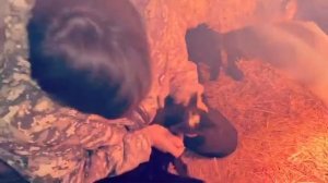 Как делать укол ягнятам ( какой укол нужно делать новорожденным ягнятам ) романовские ягнята