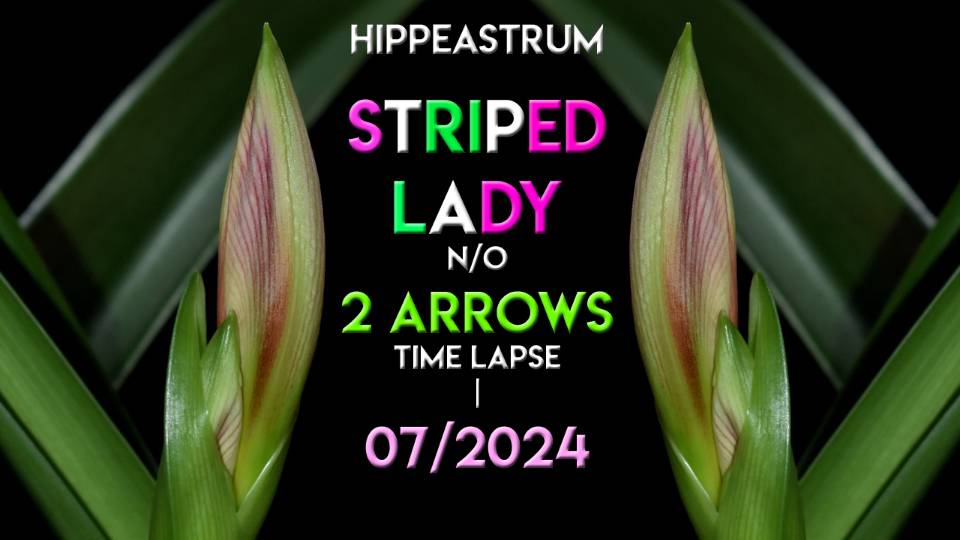Hippeastrum Striped Lady N/O Time Lapse 2ARROWS | 07/2024