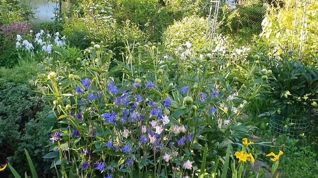 Проводили гостей и на дачу. Ужас!!! Обзор сада-огорода без прикрас. Работы - за что браться?! смотреть онлайн