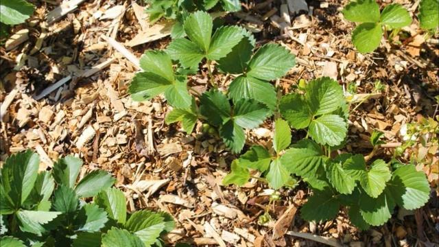 Нашатырь для клубники смотреть онлайн