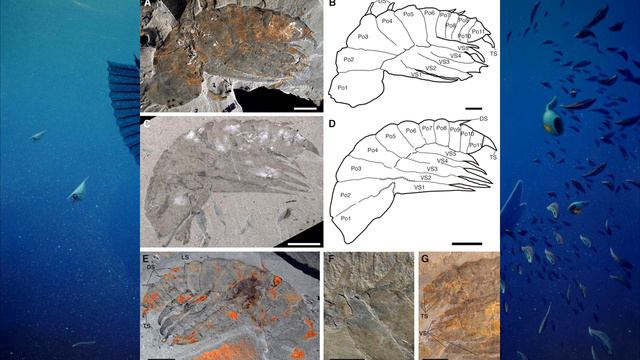 Развитие жизни на Земле (The Evolution of Life) - Пеитойя (Peytoia) смотреть онлайн