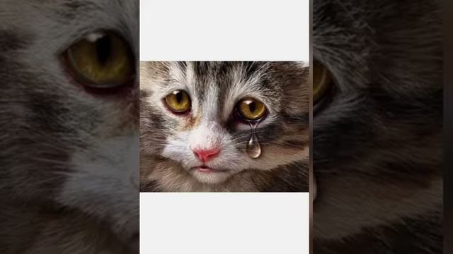 Несколько признаков того что вашего кота скоро нестанет?