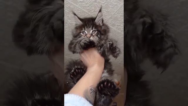 Танцы 😻Котенок Мейн Кун Полидакт 2 месяца Мы в ВК @riversidepride в инстаграм @mainecoon_riverside смотреть онлайн