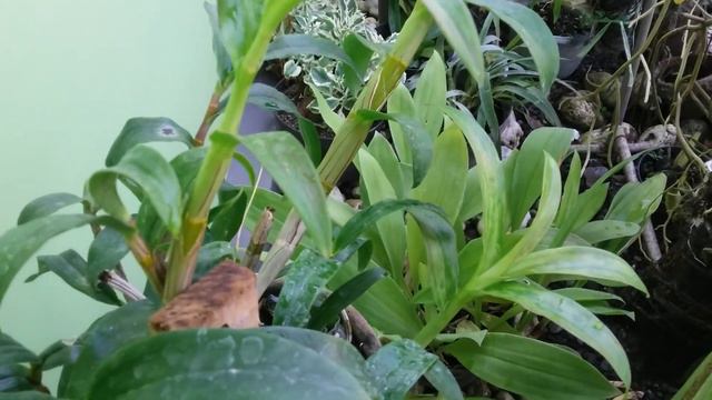Fish Pond Water is a good nutrient food for my Orchids - Orchids Care Tips смотреть онлайн