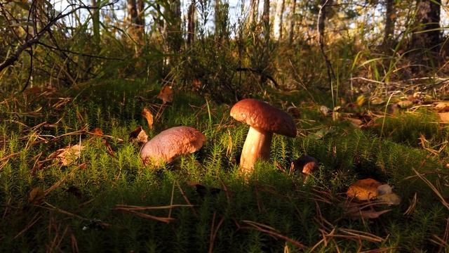 Boletus edulis mushroom смотреть онлайн