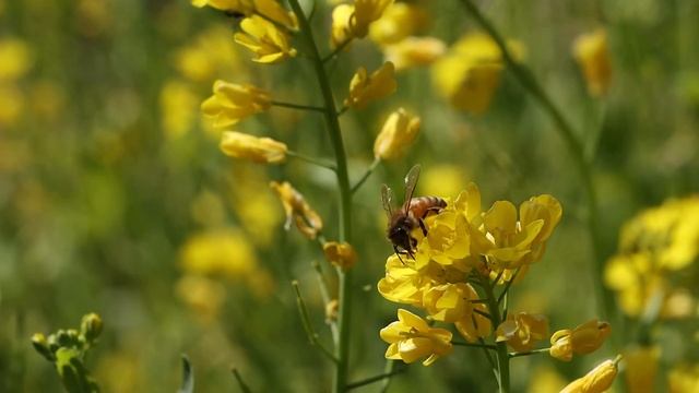 Nectar collection by Honey Bee смотреть онлайн
