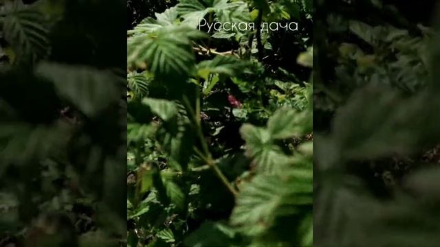 ДАЧА 2021. ЧТО РАСТЕТ, ЧТО ВЗОШЛО?? ОБЗОР НА 31.05.2021 смотреть онлайн