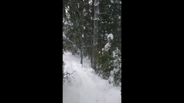 Сибирь-тайга 1