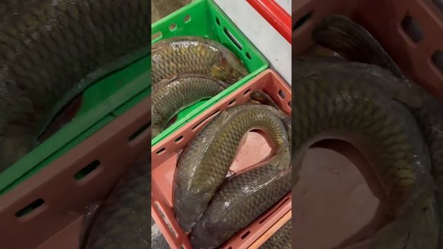 Крупный морской сазан ! смотреть онлайн