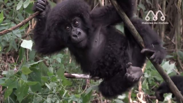 O ACASALAMENTO DOS GORILAS смотреть онлайн