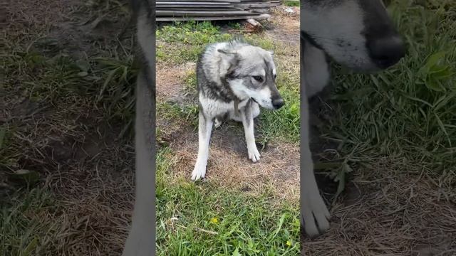 Страшный волк снаружи, а внутри маленький щеночек ?vs? #wolf #puppy #волк #лайка смотреть онлайн