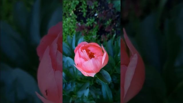 #shorts Травянистый пион / Paeonia смотреть онлайн