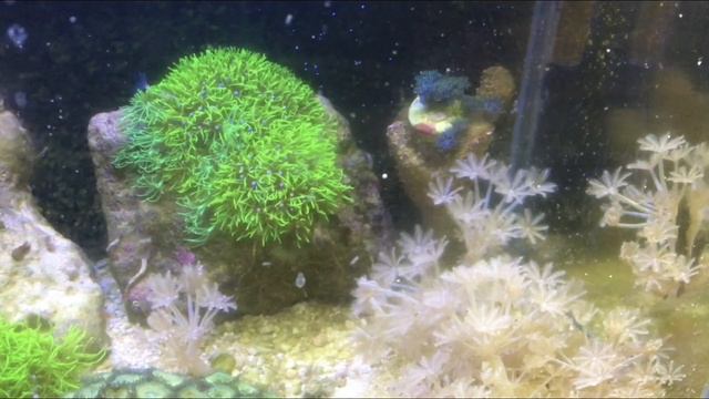 Морской аквариум 20л. Год после запуска смотреть онлайн