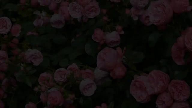 Красивый САД Цветов РОЗЫ и Розовый Куст смотреть онлайн