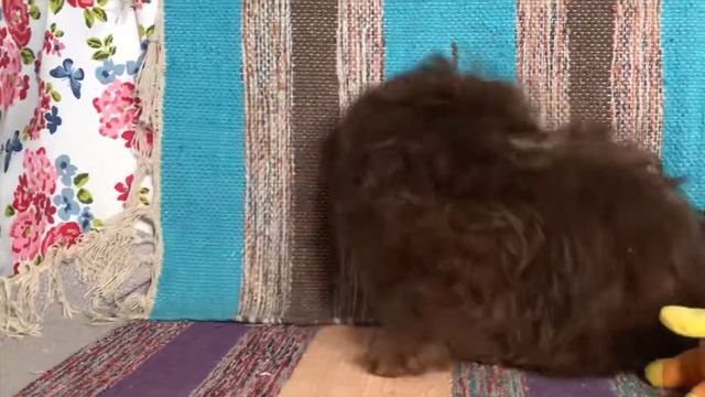 Русская цветная Болонка, маленькая пушистая девочка Авеста Вива Букашка смотреть онлайн