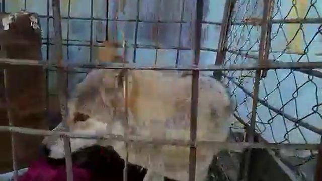 волк и человек