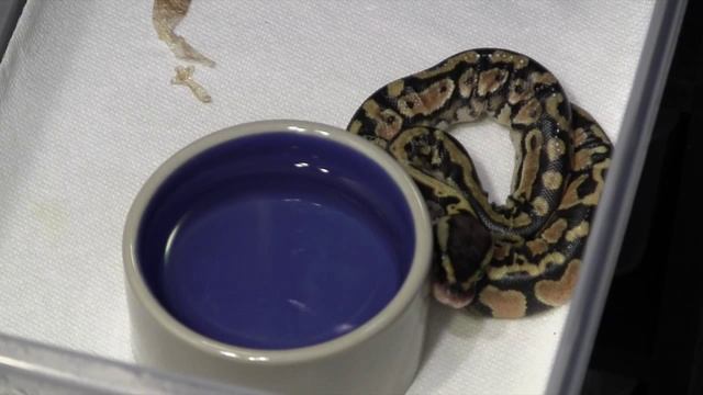 Ball Python Clutch #1: Post Shed смотреть онлайн