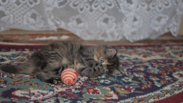 Почему КОТИКИ много СПЯТ? | Любопытное о кошках смотреть онлайн