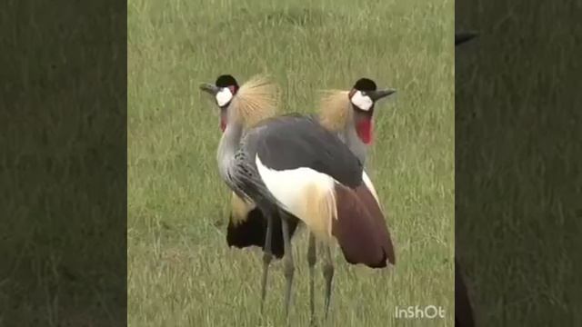 WELCOME SERENGETI NATIONAL PARK TANZANIA смотреть онлайн