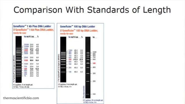 Определение количества и качества ДНК DNA Quality And Quantity Control