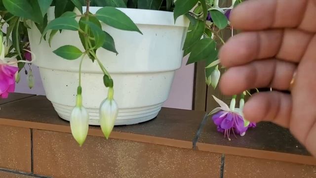 Покрасил трубы ! Светлана на концерте! Нашли бездомную собаку смотреть онлайн