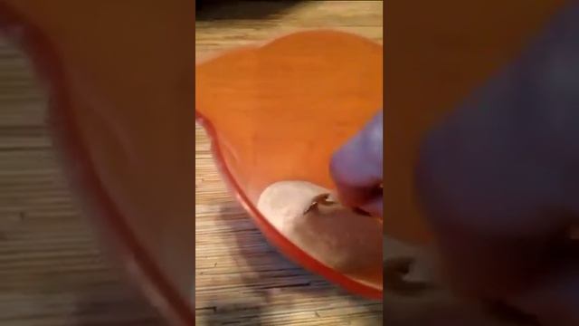 Купание джунгарского хомяка смотреть онлайн