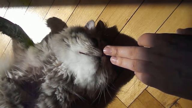 My cat. Кот чихает. 8) смотреть онлайн